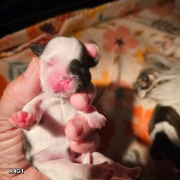A4G1 - Black white and silver female Shih Tzu puppy in Havelock, North Carolina from Sugar Paws Heavenly Shih Tzu’s