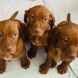 Vizslas from Royal Vizslas