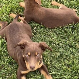 Australian Cattle Dogs and Australian Kelpies from Carben Copy