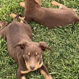 Australian Cattle Dogs and Australian Kelpies from Carben Copy