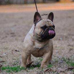 Venom - French Bulldog