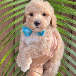 Goldendoodle and Sheepadoodle Puppies from Daisy Doodles LLC