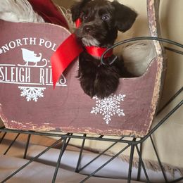 Cici - Liver female Miniature Schnauzer puppy in Winter Haven, Florida from The Blue Eyed Schnauzer