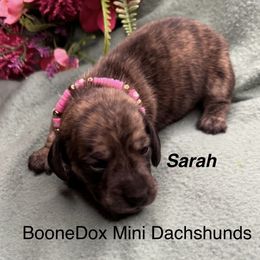 Sarah - Brindle female Dachshund puppy in Lexington, Oklahoma from BooneDox Miniature Dachshunds