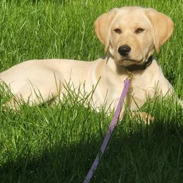 Labrador Retriever Puppies from Creekside Canines