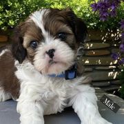 Lucas - Gold and white male Cavatzu puppy in Oklahoma from Rocky Oak Cavaliers & Biewer Terriers LLC