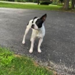 Boston Terriers from Ashley Miller Bostons