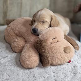 Girl 2 - Yellow female Labrador Retriever puppy in Grand Rivers, Kentucky from Big Water Dreams Retrievers