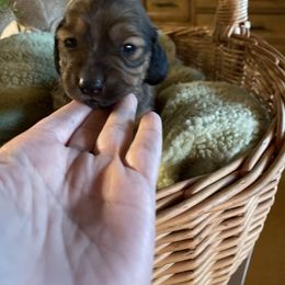 Dachshund Puppies from The Bloomin Dachshund