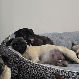 Minnie - Pug