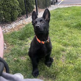 Nixie - Black female German Shepherd puppy in Roy, Washington from Diwaids Working German Shepherd Dogs