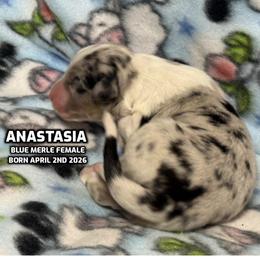 Anastasia - Blue merle female Australian Shepherd puppy in Bethany, Connecticut from Wynter Thyme Manor Australian shepherds