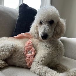Bernedoodles, Golden Aussiedoodles, and Goldendoodles from Vallevistadoodles