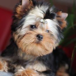 Tifany  - Yorkshire Terrier