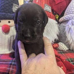 Labrador Retriever Puppies from Starfire Labradors