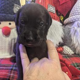 Labrador Retriever Puppies from Starfire Labradors