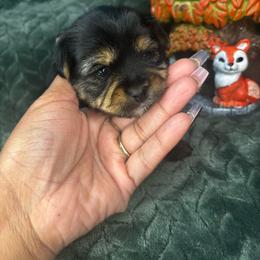 Big Mac - Black and tan male Yorkshire Terrier puppy in Crandall, Texas from Dee’s pretty puppies