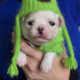 Boy1 - White male Chihuahua puppy in Alaska from Snowy Mountains Chihuahua