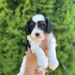 Cavapoo Puppies from Columbia Basin Puppies