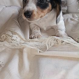 Sprinkles - Piebald female Dachshund puppy in Bergen, New York from T. Rex Doxies & Friends