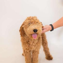 Hermione - Goldendoodle