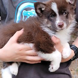 Male 2 - Tri-color male Pomsky puppy in Gladstone, Virginia from Rustic Charms Miniature Huskys