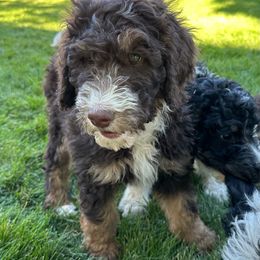 Aqua - Bernedoodle puppy from Sweet Tea Kennels