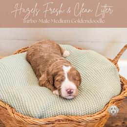 Puppy Pick 5 - Red  female Goldendoodle puppy in Whitesburg, Georgia from Asbury & Co Farms