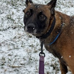 Wilma - Belgian Malinois
