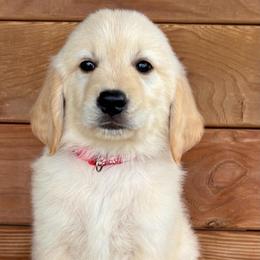 Layla - Light golden female Golden Retriever puppy in Doniphan, Missouri from Stockford’s Golden Retrievers