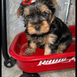 Scooter - Black and tan male Yorkshire Terrier puppy in Darrington, Washington from Seven Cedars Yorkies