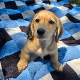Teddy 3000 - Cream male Dachshund puppy in Lexington, Oklahoma from Long Doggy Acres Miniature Dachshunds