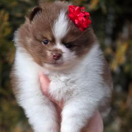 Chocolate tri boy - Chocolate male Pomeranian puppy in Brighton, Colorado from POMS OF CBBK