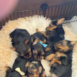 Yorkshire Terrier Puppies from Cutest AKC Arizona Yorkies