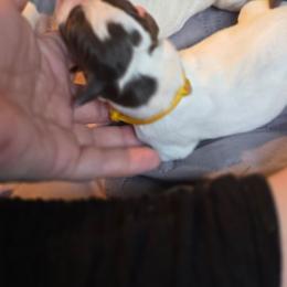 Yellow Girl - Liver and white female German Shorthaired Pointer puppy in Kenai, Alaska from LakeHaus Kennels