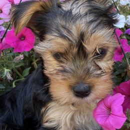 Yorkshire Terriers from Janice Dunn
