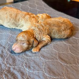 Minnie - Apricot female Labradoodle puppy in Constableville, New York from Zehr’s Labradoodles & Bernedoodles