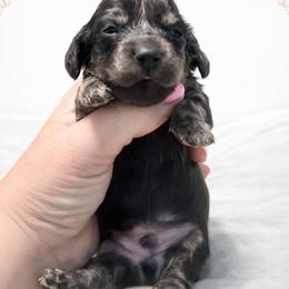 Kosmo - Black and cream male Dachshund puppy in Biloxi, Mississippi from Southern Doxies Ms
