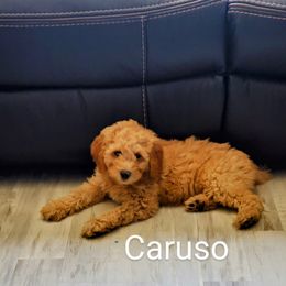 Goldendoodle Puppies from Brulee Doodles