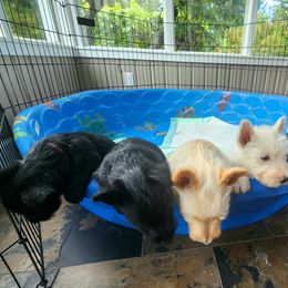 Scottish Terrier Puppies from Nicole's Scottish Terriers