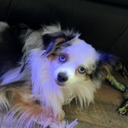 Toy Australian Shepherds from Tidewater Toy Austrailian Shepherds