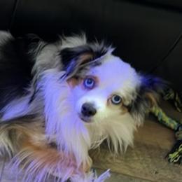 Toy Australian Shepherds from Tidewater Toy Austrailian Shepherds