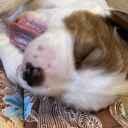M1 - Red and white male Irish Red and White Setter puppy in Escalon, California from Waidman IRWS