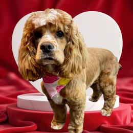 Autumn, Honey - Cocker Spaniel