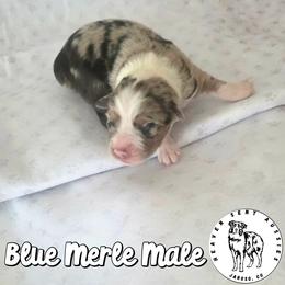 Xavier - Blue merle male Miniature Australian Shepherd puppy in Jaroso, Colorado from Heaven Sent Aussies