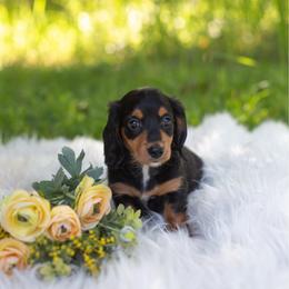 Flo - Black and tan female Dachshund puppy in Floral City, Florida from Daisy's Doxies