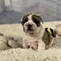 Bulldog Puppies from Sweet Rolls
