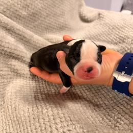 Blue - Black and white male Boston Terrier puppy in Hialeah, Florida from K&N Boston Paws