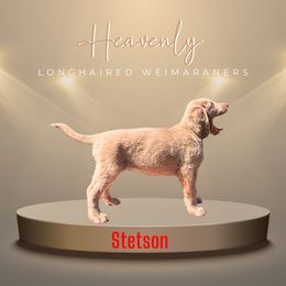 Stetson - Long Haired Weimaraner puppy from Heavenly Longhaired Weimaraner’s