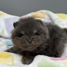 Marlin - Blue male Pomeranian puppy in Newark, Ohio from Keeperofstars Pomeranians